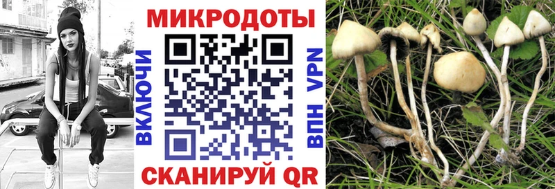 Галлюциногенные грибы Psilocybine cubensis  гидра как войти  Пласт 